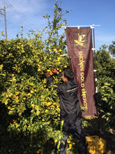 画像をギャラリービューアに読み込む, 【湘南】湘南ゴールドエナジー 1ケース(30本)_RH06