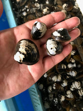 画像をギャラリービューアに読み込む, 【北海道】しじ美シリーズ&おだしセット_RH09