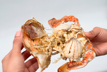 画像をギャラリービューアに読み込む, 【東北】石巻港直送!!! 蒸し渡り蟹(冷凍)1.5kg(4~7ハイ)_RH13