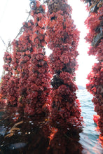 画像をギャラリービューアに読み込む, 【東北】ほやほやセット_RH12