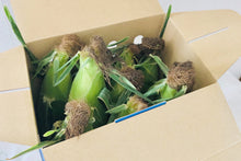 画像をギャラリービューアに読み込む, 【北海道】佐藤農場のスイートコーン ケース(10本入り)_RH28