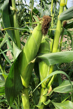 画像をギャラリービューアに読み込む, 【北海道】佐藤農場のスイートコーン ケース(10本入り)_RH28