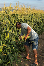 画像をギャラリービューアに読み込む, 【北海道】佐藤農場のスイートコーン ケース(10本入り)_RH28