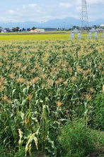画像をギャラリービューアに読み込む, 【北海道】佐藤農場のスイートコーン ケース(10本入り)_RH28