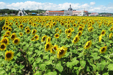 画像をギャラリービューアに読み込む, 【北海道】北竜町ひまわり油 3本セット_RH32