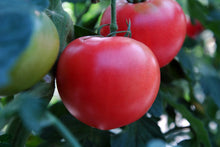 画像をギャラリービューアに読み込む, 【北海道】下川町農産物加工研究所トマトジュースふるさとの元気500ml×10本入_RH30