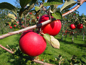【北海道】仲野農園のりんごジュース1000ml　3本セット（ミックス・むつ・紅玉）_RH10